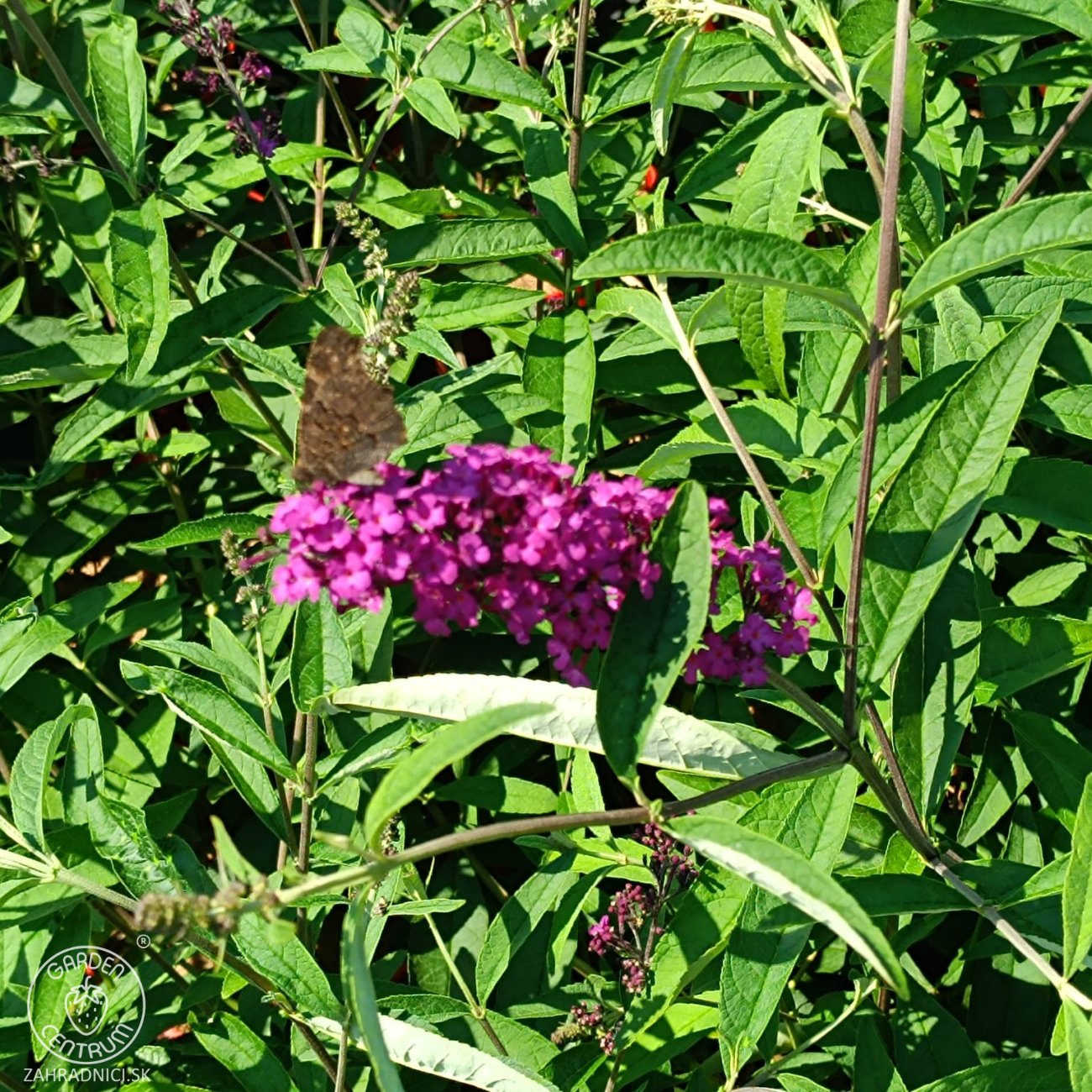 Obrázok Budleja Dávidova (Buddleja Davidii) ´NANHO PURPLE´ - výška 50-60 cm, kont. C2L